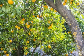 Oranges grow in abundance in El Valle © Michelle Chaplow
