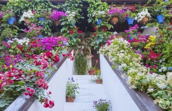 Patios de San Basilio © Michelle Chaplow