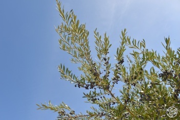 t is certainly surprising to discover that the oil can be extracted from the tiny fruit which is far so removed from a lemon as far as 'squeezability' is concerned! © Michelle Chaplow