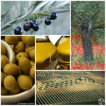 The olive and its oil © Michelle Chaplow