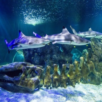 Sea Life Aquarium Benalmadena