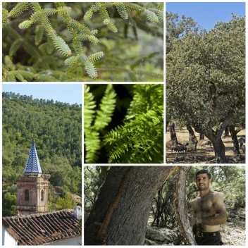 Spanish Forests Andalucia  © Michelle Chaplow