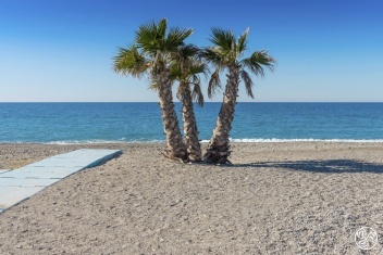 Palms trees - A Familiar Site on The Costa Tropical © iStock