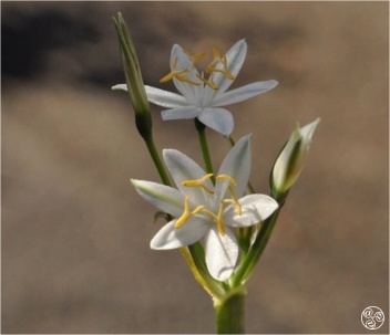 Lapiedra martinezii © Tony Hall