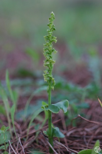Two-leaved Gennaria - Gennaria diphylla © Tony Hall