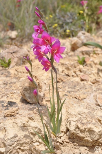 Wild Gladiolus – Gladiolus illyricus © Tony Hall