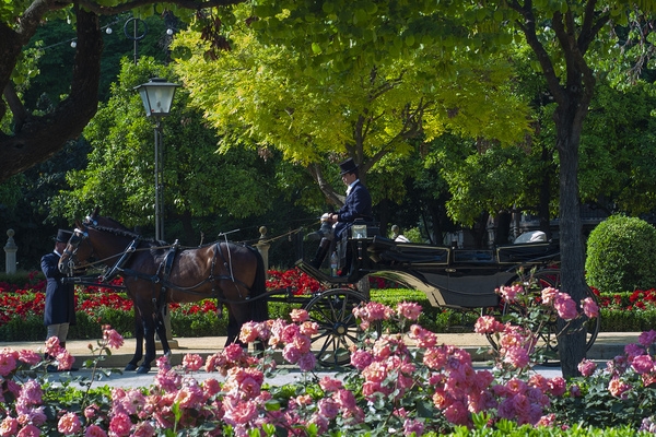 Horse and carriage is the best way to arrive in style © Michelle Chaplow