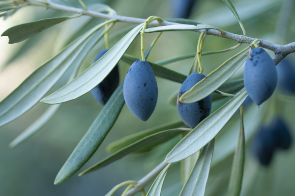 December and January are the main months for the Olive harvest in Andalucia © Michelle Chaplow