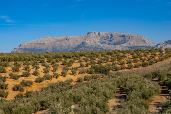 Olive groves near Ubeda, Jaen, Andalucia. © Michelle Chaplow
