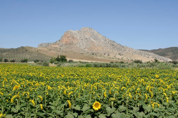 Córdoba Sunflowers © Michelle Chaplow
