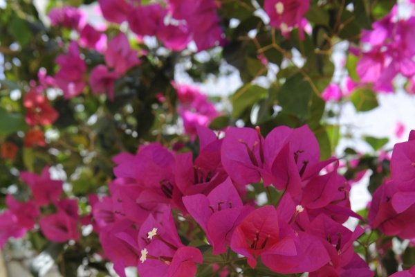 Bougainvilleas in the white washed villages costal villages of andalucia © Michelle Chaplow