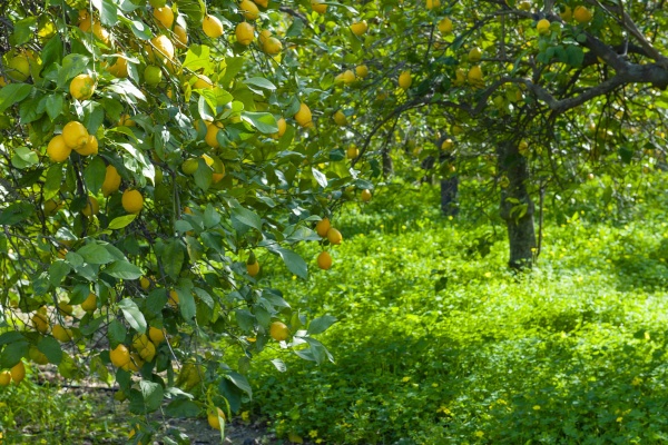 Wondering what to do with all your lemons? We have the recipe © Michelle Chaplow