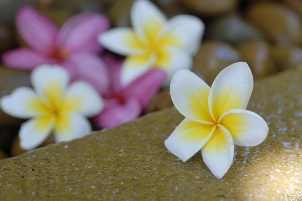 Escape to a luxury spa hotel © Michelle Chaplow