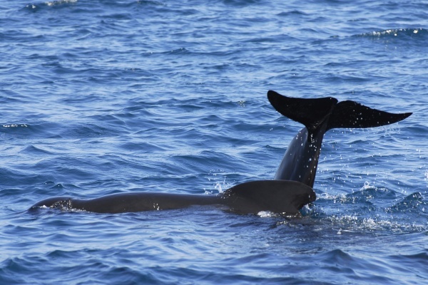 Giants of the deep glide through the waters off Tarifa, in the legendary Strait of Gibraltar. © Michelle Chaplow