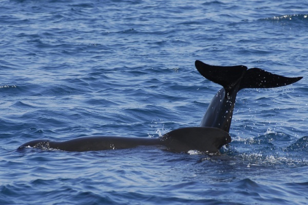 Have a whale of a time in Tarifa.   © Michelle Chaplow