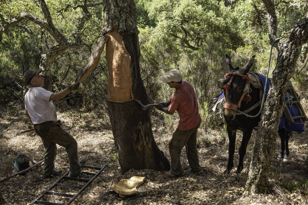 The highly prized traditional cork industry