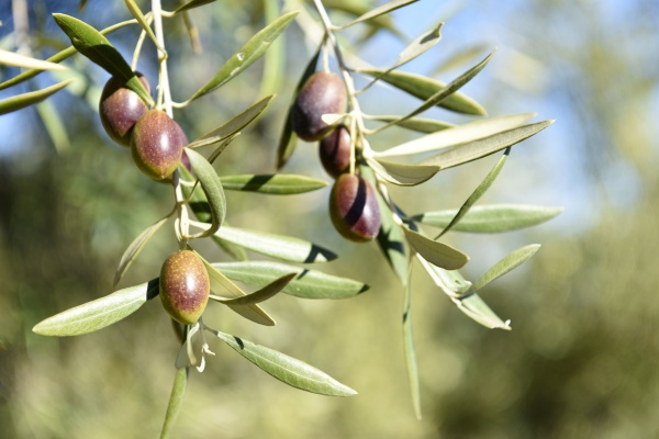 Spain produces more than 250 different varieties of olives © Michelle Chaplow