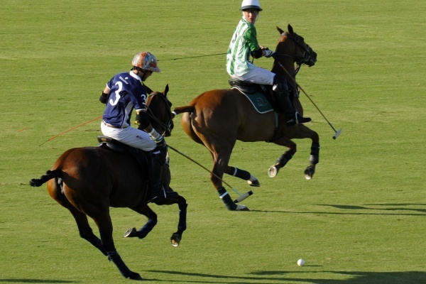 Polo ponies and Polo Players  © Michelle Chaplow