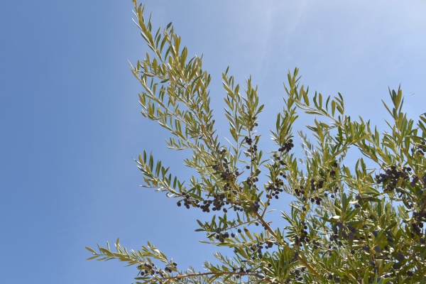 t is certainly surprising to discover that the oil can be extracted from the tiny fruit which is far so removed from a lemon as far as 'squeezability' is concerned! © Michelle Chaplow