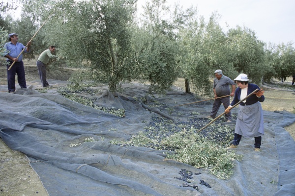 The traditional form of Olive harvesting in Andalucia © Michelle Chaplow