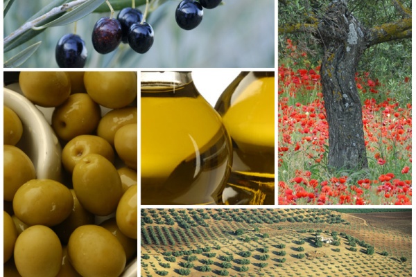 The olive and its oil © Michelle Chaplow