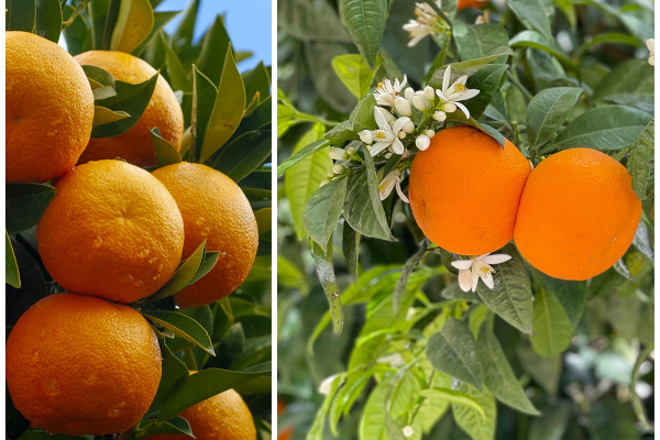 The finest and most highly prized marmalade is made from the Seville orange. © Michelle Chaplow
