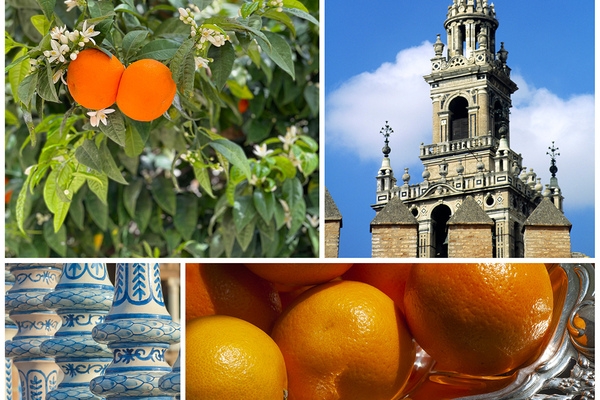 The finest and most highly prized marmalade is made from the Seville orange. © Michelle Chaplow