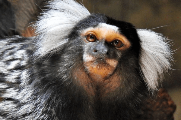 Common Marmoset © AWCP
