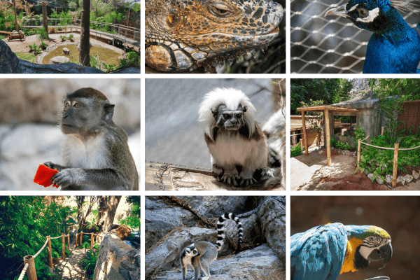 Gibraltar's Zoo located at the Gibraltar Botanical Gardens © VisitGibraltar.gi