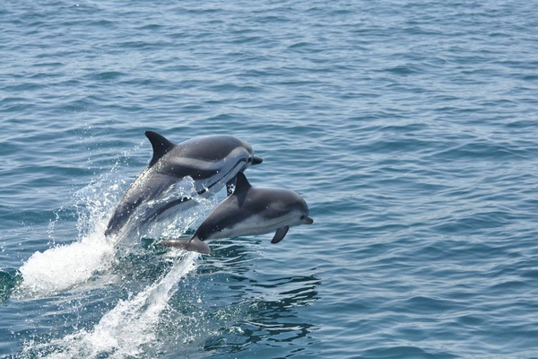 Dolphins in the Bay of Gibraltar © VisitGibraltar.gi