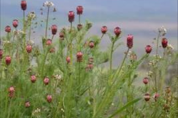 Wild Plants of Southern Spain by Tony Hall
