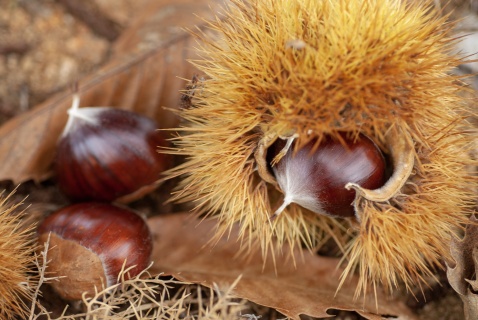 fallen husks of the chestnuts resemble an army of cute little hedgehogs.