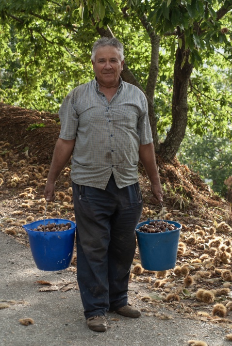 Pepe Gonzalez collecting Chestnuts (c) Michelle Chaplow
