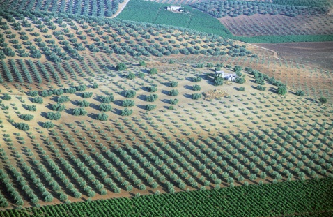 From above: Endless rows of olive trees trace the Andalusian landscape, a perfect blend of nature and geometry. © Michelle Chaplow
