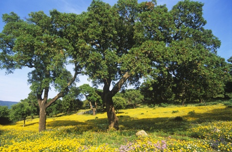 Wild flowers and Cork oaks in the Alcornocales natural park © Michelle Chaplow