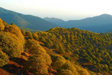 The beautiful autumn chestnut landscape in Andalucia © Michelle Chaplow