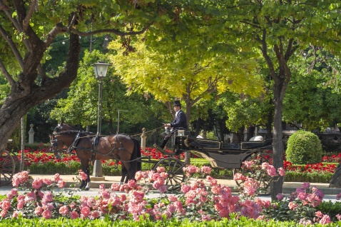  Plaza de America - your carriage awaits. © Michelle Chaplow