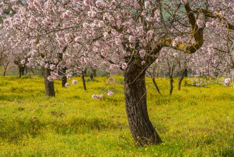 Spring in Andalucia is just stunning © Michelle Chaplow
