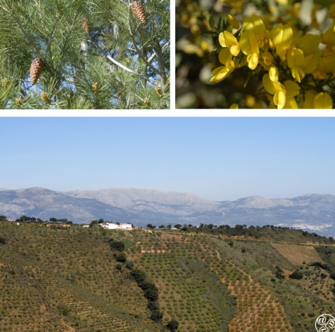 Pines, yellow gorse and cultivated olives in the Montes de Malaga ©  Chaplow