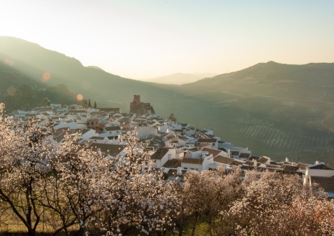 Almond blossom on a spring evening in Zuheros (Cordoba). © Michelle Chaplow