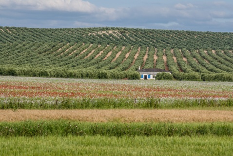 A road trip through Andalucía reveals olive groves dotted with scarlet poppies and stunning landscapes © Michelle Chaplow