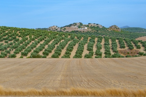 You will see picture postcard olive groves in Andalucia © Michelle Chaplow