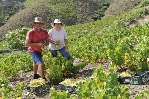 Traditional harvesting methods maintained in Axarquia. © Michelle Chaplow 