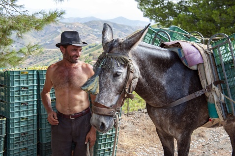 Grape harvesting in Axarquia, the slopes are steep, not for the faint-hearted © Michelle Chaplow