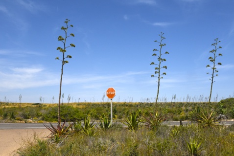  Where the cacti stand tall and time stands still – Wild West vibes in Almería © Michelle Chaplow