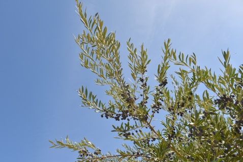 Plant your very own olive tree in Andalucia © Michelle Chaplow 