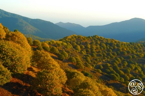 Chestnut Groves in the Serrania of Ronda © Michelle Chaplow