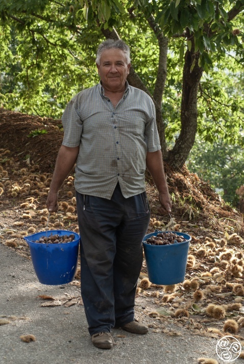 Pepe Gonzalez collecting Chestnuts (c) Michelle Chaplow