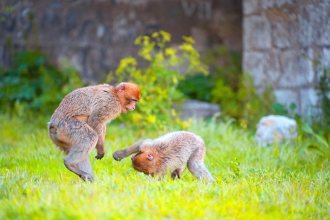 Young Barbary Macaques Play Fighting© VisitGibraltar.gi