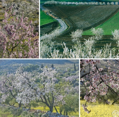 Almond trees in Andalucia by © Michelle Chaplow